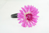 M daisy purple medium summer flower