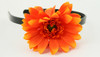 M daisy orange medium summer flower