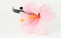 M hybiscus l-pink / d-pink medium summer flower