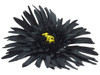 Black daisy single hair flower clips