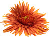 Orange daisy single hair flower clips