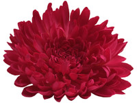 Pink opium single hair flower clips