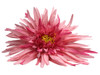 Pink daisy single hair flower clips