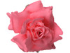 Pink rose single hair flower clips