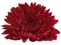 Red opium single hair flower clips