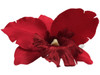 Red orchid single hair flower clips