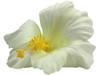 White hibiscus single hair flower clips