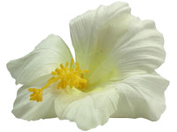 White hibiscus single hair flower clips