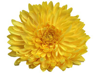 Yellow opium single hair flower clips
