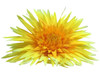 Yellow daisy single hair flower clips