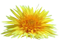 Yellow daisy single hair flower clips