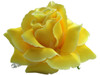 Yellow rose single hair flower clips
