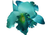 Blue orchid double hair flower clips