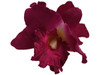 Magenta orchid double hair flower clips