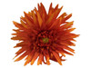 Orange daisy double hair flower clips