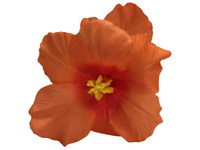 Orange hibiscus double hair flower clips