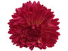 Pink opium double hair flower clips
