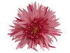 Pink daisy double hair flower clips