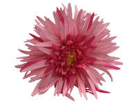 Pink daisy double hair flower clips