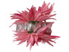 Pink daisy double hair flower clips