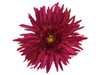 Pink dark daisy double hair flower clips
