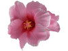 Pink hibiscus double hair flower clips