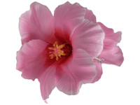 Pink hibiscus double hair flower clips