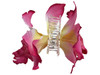 Pink orchid double hair flower clips