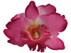 Pink orchid double hair flower clips