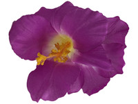 Purple hibiscus double hair flower clips
