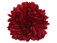 Red opium double hair flower clips