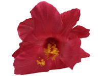 Red hibiscus double hair flower clips