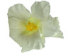 White hibiscus double hair flower clips