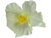 White hibiscus double hair flower clips