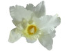 White orchid double hair flower clips