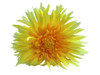 Yellow daisy double hair flower clips