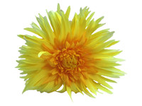 Yellow daisy double hair flower clips