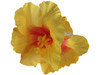 Yellow hibiscus double hair flower clips