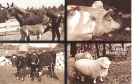 Postcard - farm animals