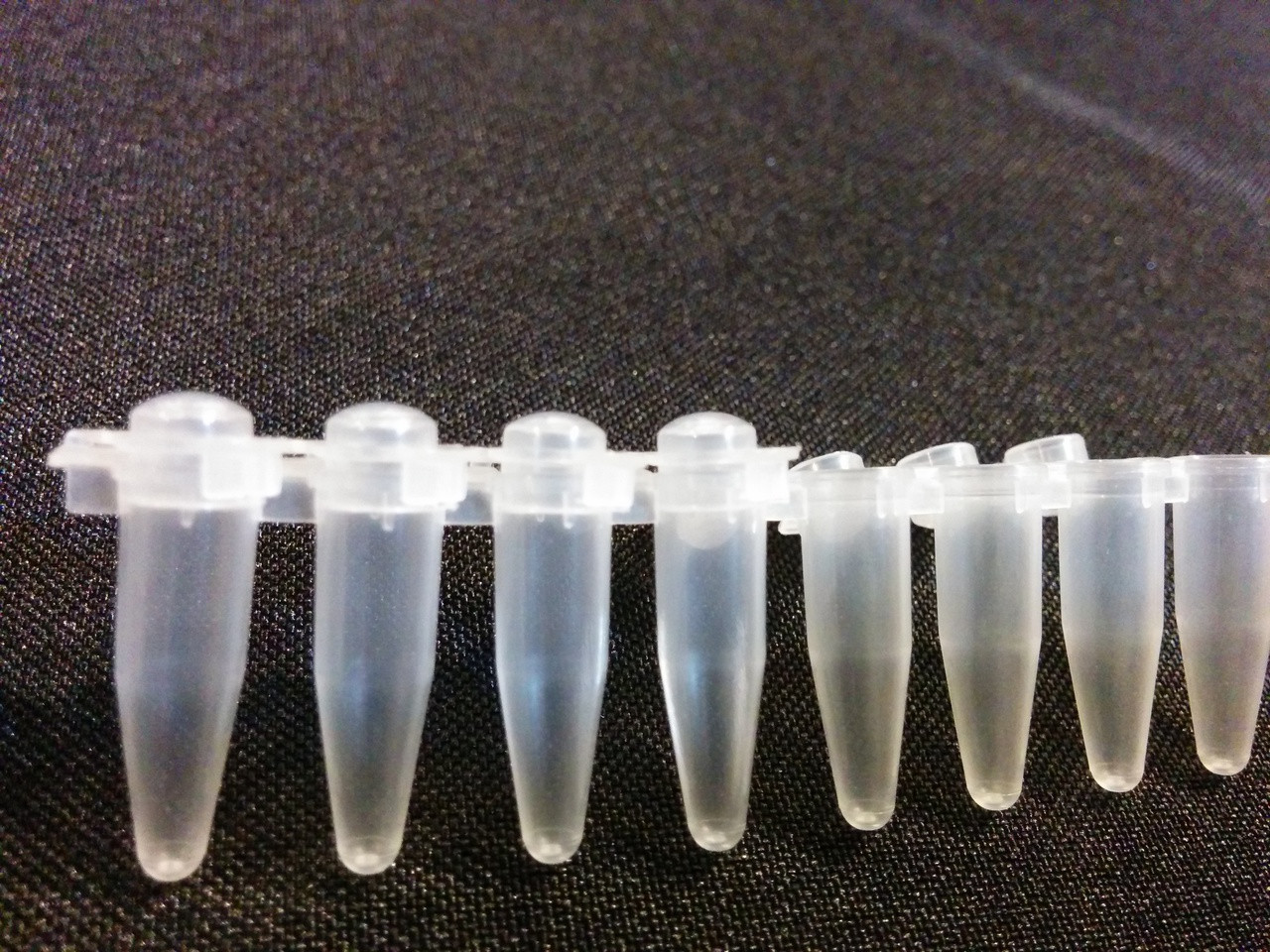 SeeMore™ 0.2mL 8Strip PCR Tubes w/Attached Individual Dome Caps