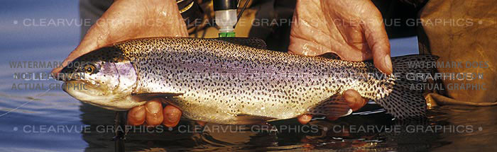 Rainbow Trout Rear Window Decal