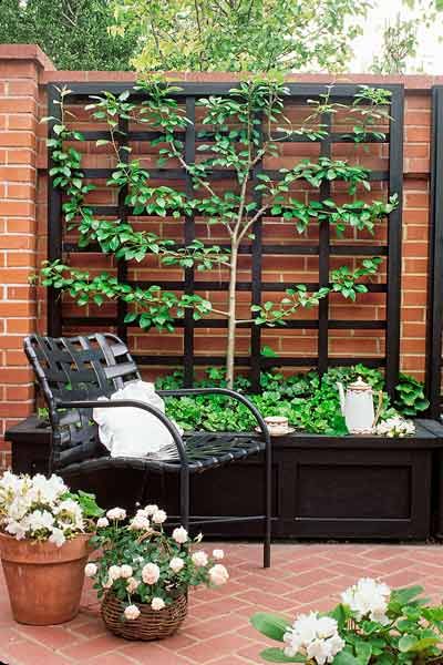 Black planter box with espalier fencing.