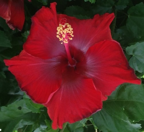 Hoochie Coochie Cajun hibiscus