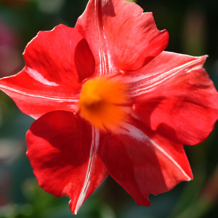 Sun Parasol Original Stars & Stripes mandevilla