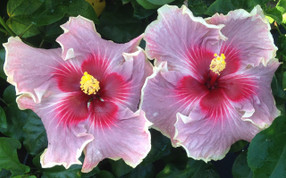 Madame Dupont hibiscus