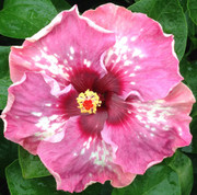 Me Oh My Oh hibiscus