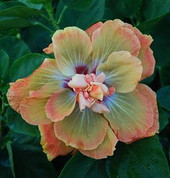 Chartreuse Rose hibiscus