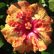 Cajun Cocktail hibiscus