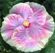 Cajun Princess hibiscus