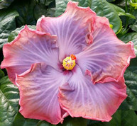 Creole Lady hibiscus
